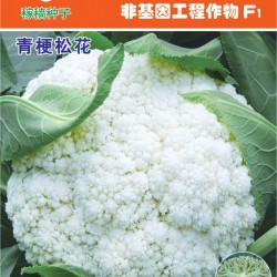 供应雪松65天—花椰菜种子