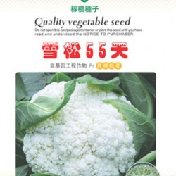 供应雪松55天—花椰菜种子