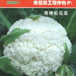 供应新贵70天—花椰菜种子