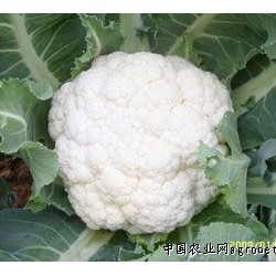 供应白妃75天—花椰菜种子