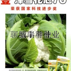 供应津雪花冠70—花椰菜种子