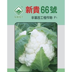 供应新贵66号—花椰菜种子