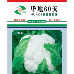 供应华地60天—花椰菜种子