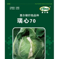 供应瑞心70—花菜种子