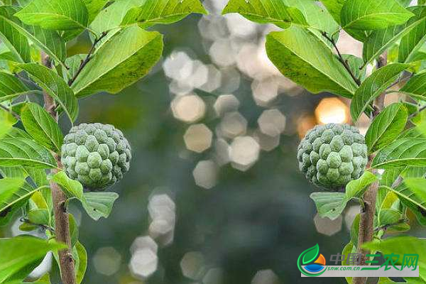 番荔枝不能和什么食物同吃 番荔枝的功效与作用