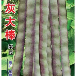 供应灰大棒-架豆种子