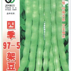 供应四季97-5—架豆种子