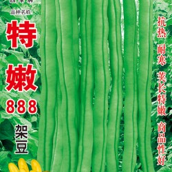 供应特嫩888—架豆种子