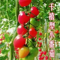 供应粉贝宝F1——番茄种子