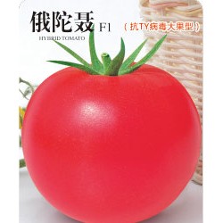 供应俄陀聂F1—番茄种子