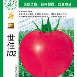 供应世佳102—番茄种子