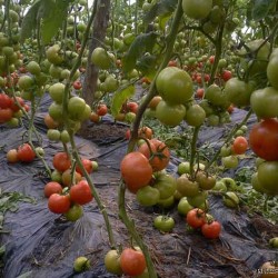 供应安迪—番茄种子