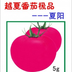 供应夏阳—番茄种子