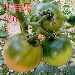 供应优吉果160—番茄种子