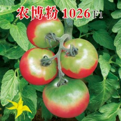 供应农博粉1026—番茄种子