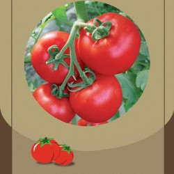 供应ＴｏｍａｔｏＳｅｅｄｓ（棕色包装）—番茄种子