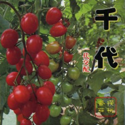 供应番茄种子——千代