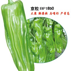 供应京粒BP1850—泡椒种子