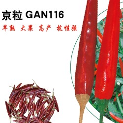 供应京粒GAN116—朝天椒种子