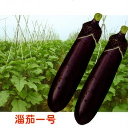 茄子种子——淄茄一号