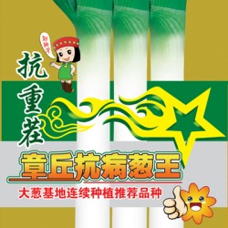 供应抗重茬章丘抗病葱王—葱种子