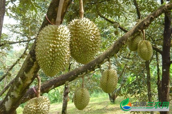 榴莲的种植方法及种植要点