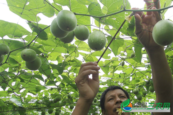 罗汉果种苗价格是多少钱？它的种植方法是什么？