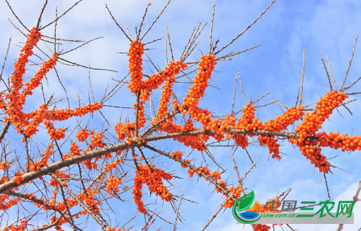 种植沙棘果高产的管理方式