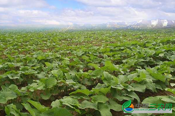 2019年牛蒡的市场价格和种植行情