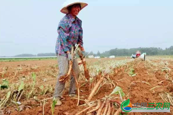 2019年牛蒡的市场价格和种植行情