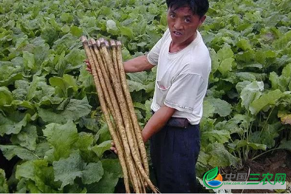 种植牛蒡高产的小窍门