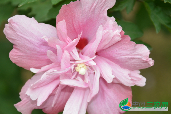 木槿花的品种有哪些？夏天种植木槿花怎么进行养护？