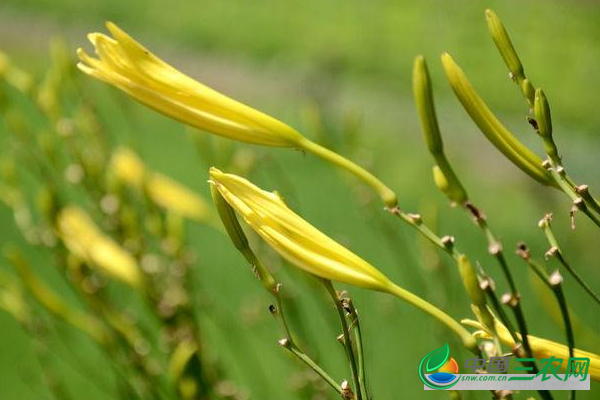 种植黄花菜高产的育苗方法 黄花菜多少钱一斤?