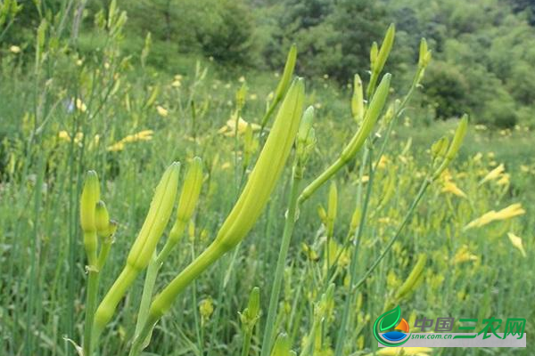 种植黄花菜高产的育苗方法 黄花菜多少钱一斤?