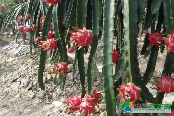 火龙果的种植条件和种植管理技术