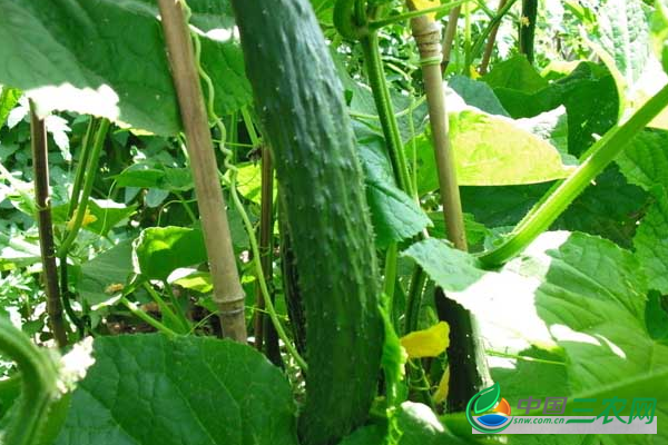 夏季种植黄瓜要注意是什么 夏季种植黄瓜的要点