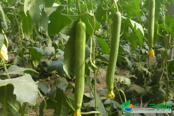 露天种植丝瓜的管理技术 露天种植丝瓜的方法