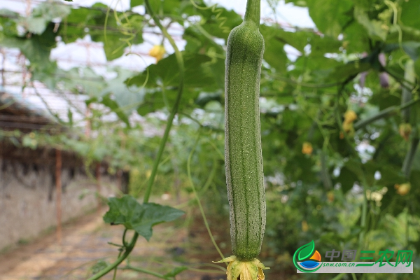 丝瓜生长期的管理方法 种植丝瓜技术的要点