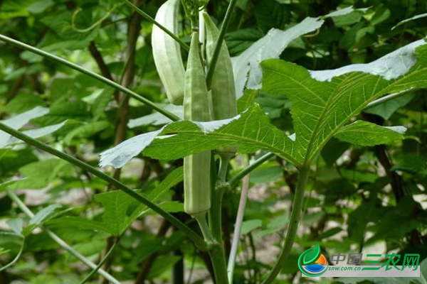 种植高产秋葵的田间管理技术