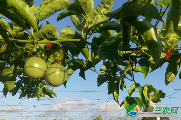 种植百香果怎样移栽 种植百香果移栽技术