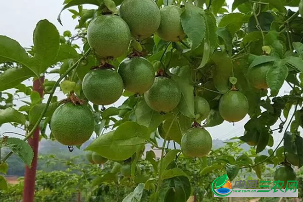 种植百香果怎样移栽 种植百香果移栽技术