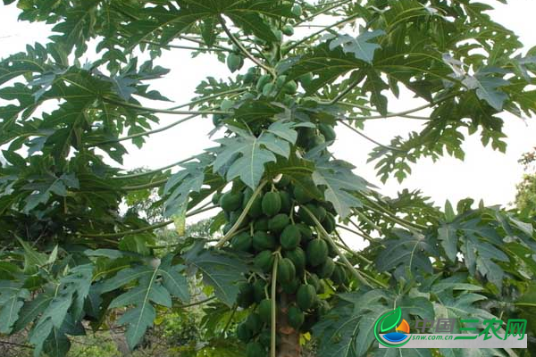 种植木瓜的田间管理技术 种植木瓜怎样进行田间管理