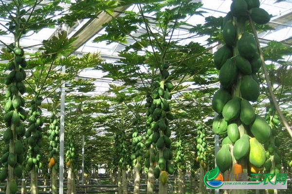 种植木瓜的田间管理技术 种植木瓜怎样进行田间管理