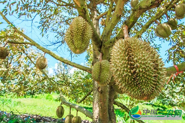 种植榴莲常用的4种繁殖方法