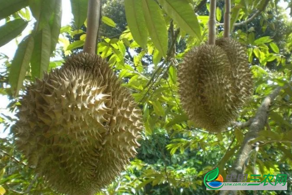 种植榴莲常用的4种繁殖方法