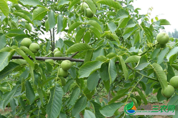 种植高产核桃的方法