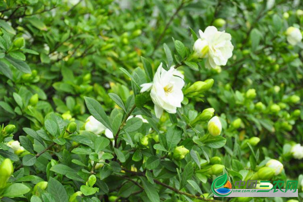 种植栀子花**适宜的生长环境 栀子花生长对环境的要求