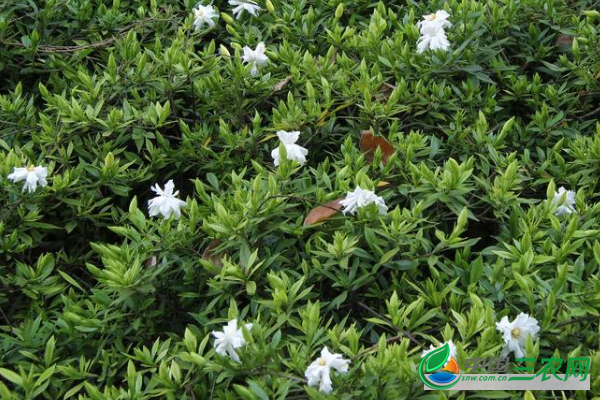 种植栀子花高产的繁殖方法