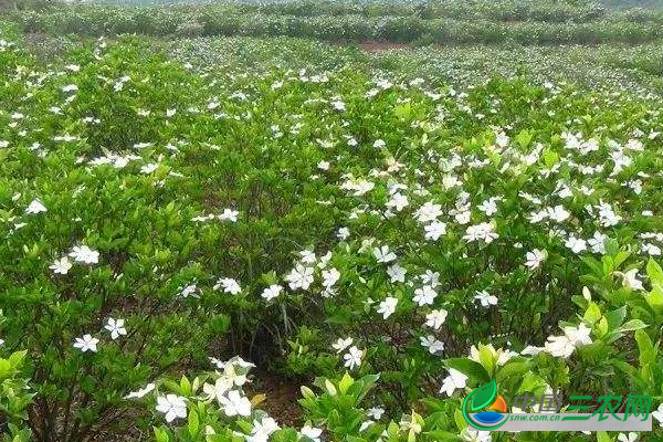 种植栀子花高产的繁殖方法