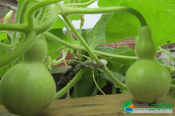 小葫芦的种植方法和管理技术及采收时间